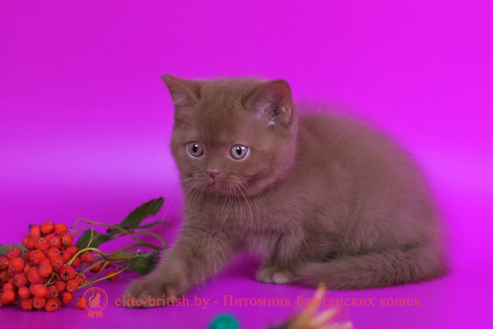 Британские котята циннамон окраса, мальчик Cesar (Цезарь), помет от 14.07.2024 циннамон британская кошка, кот британский циннамон , британский котенок циннамон , шоколадный ван британец, циннамон британец, британские котята циннамон фото, британцы циннамон фото, циннамон британская кошка, кот британский циннамон, британский котенок , циннамон британец, британец, британские котята фото, британцы фото