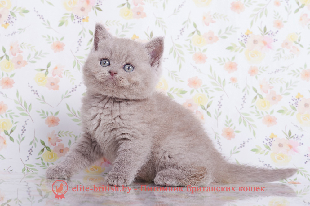 Британские котята лилового окраса, мальчик Fedor (Федор), помет от 2.07.2024 лиловый британец, британец лиловый фото, фото лиловых британцев, британский лиловый котенок, британские коты лилового окраса фото, фото лиловых британских котят, британские котята фото лиловые, британская кошка фото лиловая, фото лиловой британской кошки, британские котята лилового окраса фото, лиловая британская кошка, британский лиловый кот фото, британские котята лилового окраса, лиловый окрас британских кошек фото, лиловый британский кот, кот британец лиловый фото, лиловый окрас британских кошек, британцы лилового окраса, британец лилового цвета, британец лилового окраса фото, лиловые британцы вислоухие фото, британская короткошерстная кошка лиловая, лиловый цвет британских кошек, британская лиловая кошка характер, британские котята лилового цвета, британские вислоухие котята фото лиловые, котята британцы лиловые фото, британский кот лилового окраса, британский вислоухий кот лиловый, британские котята лиловые купить, британские лиловые котята цена, купить лилового британца, лиловые британцы котята, британцы коты лиловые