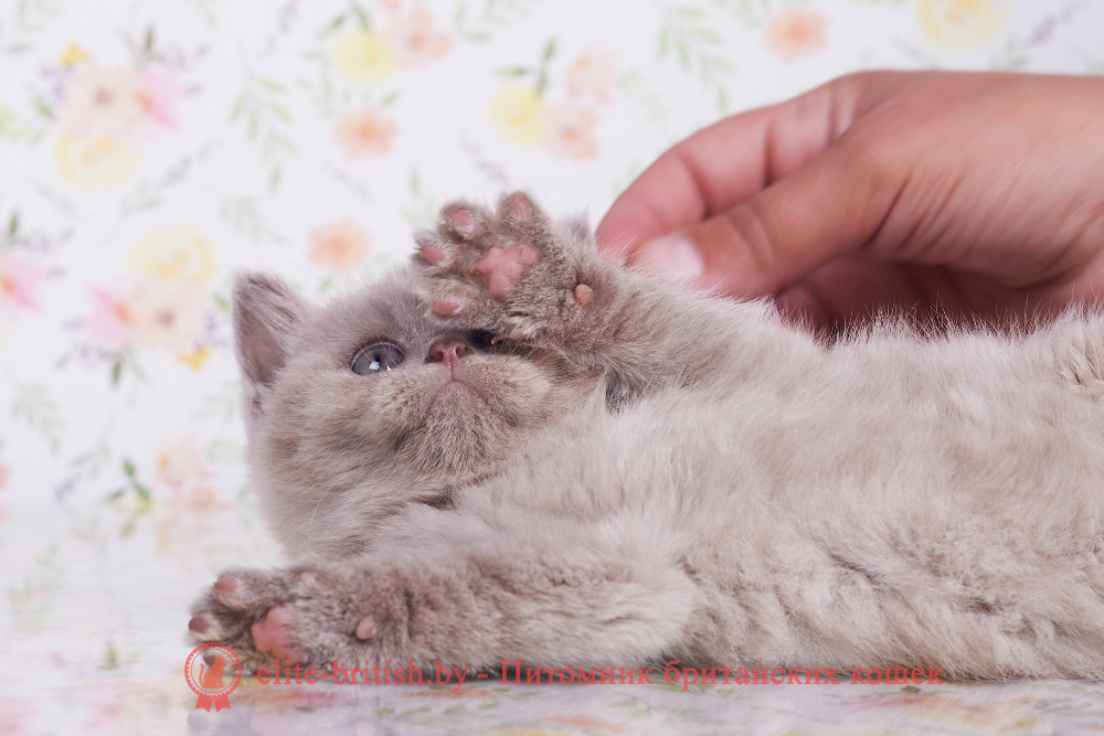 Британские котята лилового окраса, мальчик Fedor (Федор), помет от 2.07.2024 лиловый британец, британец лиловый фото, фото лиловых британцев, британский лиловый котенок, британские коты лилового окраса фото, фото лиловых британских котят, британские котята фото лиловые, британская кошка фото лиловая, фото лиловой британской кошки, британские котята лилового окраса фото, лиловая британская кошка, британский лиловый кот фото, британские котята лилового окраса, лиловый окрас британских кошек фото, лиловый британский кот, кот британец лиловый фото, лиловый окрас британских кошек, британцы лилового окраса, британец лилового цвета, британец лилового окраса фото, лиловые британцы вислоухие фото, британская короткошерстная кошка лиловая, лиловый цвет британских кошек, британская лиловая кошка характер, британские котята лилового цвета, британские вислоухие котята фото лиловые, котята британцы лиловые фото, британский кот лилового окраса, британский вислоухий кот лиловый, британские котята лиловые купить, британские лиловые котята цена, купить лилового британца, лиловые британцы котята, британцы коты лиловые