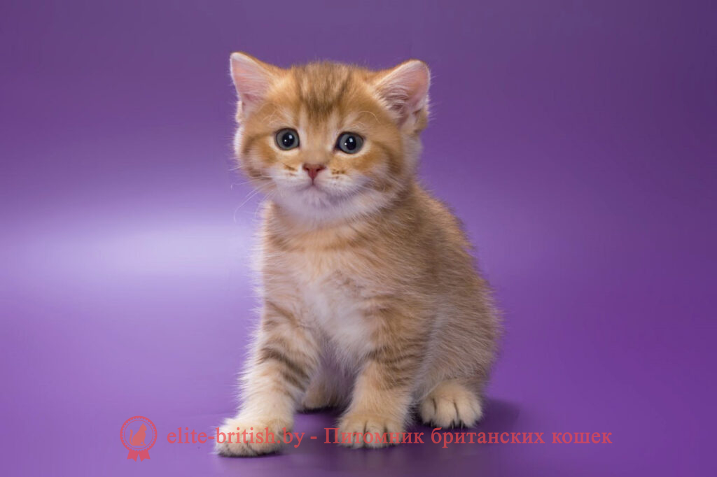 золотой британский кот, золотые британцы фото, золотой британец, британская кошка золотая шиншилла, британский кот шиншилла золотая, золотой тикированный британец, британец золотая шиншилла, британец золотистый, котята британские окрас золотая шиншилла, британская кошка золотая шиншилла фото, британец окрас золотая шиншилла фото, британский золотой котенок, британская золотая кошка, британские котята золотая шиншилла, британский золотистый кот, кот золотой британец, британцы окрас золотой, британцы окрас золотая шиншилла, котята британцы золотая шиншилла, золотистые британские котята, британские котята золотого окраса, британцы золотая шиншилла фото, золотой окрас британских кошек, британцы золотого окраса, британские котята золотого окраса, британец окрас золотая шиншилла, британские котята окраса золотая шиншилла, питомник британских кошек золотых окрасов, британец окрас золотая шиншилла фото, затушеванный британец, серебристый затушеванный британец, кошки британские серебристые, британская короткошерстная окраса золото