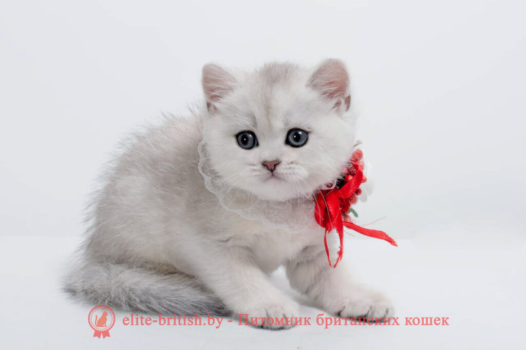 британский кот серебристый, серебристый британец фото, серебристые британцы, британские серебристые котята, тикированный британец, серебристый тикированный британец, кошки британские серебристые, британская короткошерстная окраса серебро, британский кот серебристый, серебристый британец фото, серебристые британцы, британские серебристые котята, затушеванный британец, серебристый затушеванный британец, кошки британские серебристые, британская короткошерстная окраса серебро, британцы серебристая шиншилла, котята британские серебристые шиншиллы, британский кот серебристая шиншилла, британские кошки серебристая шиншилла, британская окрас серебристая шиншилла