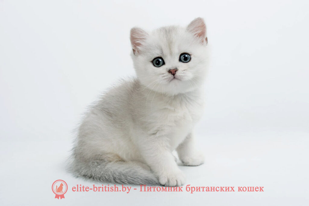 британский кот серебристый, серебристый британец фото, серебристые британцы, британские серебристые котята, тикированный британец, серебристый тикированный британец, кошки британские серебристые, британская короткошерстная окраса серебро, британский кот серебристый, серебристый британец фото, серебристые британцы, британские серебристые котята, затушеванный британец, серебристый затушеванный британец, кошки британские серебристые, британская короткошерстная окраса серебро, британцы серебристая шиншилла, котята британские серебристые шиншиллы, британский кот серебристая шиншилла, британские кошки серебристая шиншилла, британская окрас серебристая шиншилла