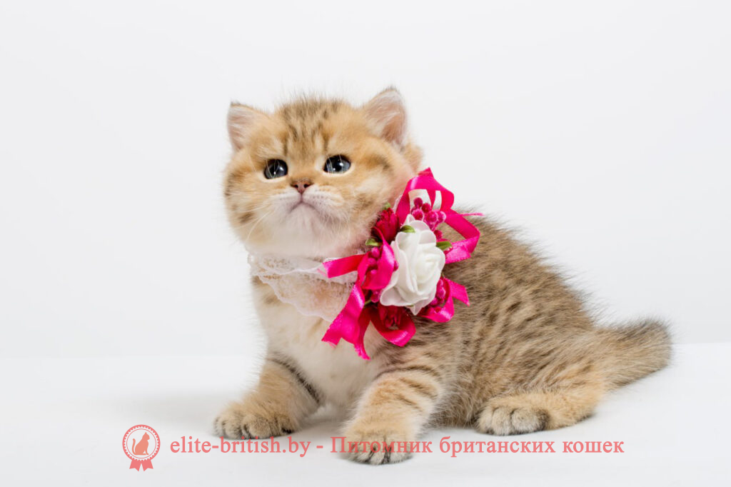 британская пятнистая кошка, кот британский пятнистый, тигровая британская кошка, британец тигровый, британец табби тигровый, тигровый британский котенок, золотой британский кот, золотые британцы фото, золотой британец, британская кошка золотая шиншилла, британский кот шиншилла золотая, золотой тикированный британец, британец золотая шиншилла, британец золотистый, котята британские окрас золотая шиншилла, британская кошка золотая шиншилла фото, британец окрас золотая шиншилла фото, британский золотой котенок, британская золотая кошка, британские котята золотая шиншилла, британский золотистый кот, кот золотой британец, британцы окрас золотой, британцы окрас золотая шиншилла, котята британцы золотая шиншилла, золотистые британские котята, британские котята золотого окраса, британцы золотая шиншилла фото, золотой окрас британских кошек, британцы золотого окраса, британские котята золотого окраса, британец окрас золотая шиншилла, британские котята окраса золотая шиншилла, питомник британских кошек золотых окрасов, британец окрас золотая шиншилла фото, затушеванный британец, золотой тикированный британец, британская кошка тикированная, тикированный британец