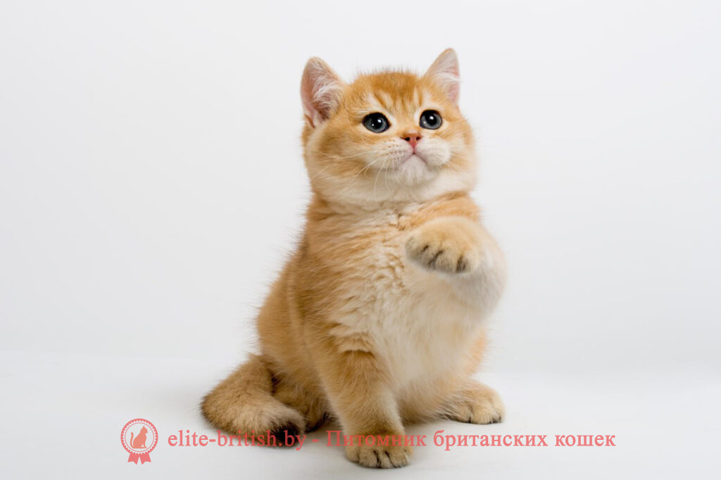 золотой британский кот, золотые британцы фото, золотой британец, британская кошка золотая шиншилла, британский кот шиншилла золотая, золотой тикированный британец, британец золотая шиншилла, британец золотистый, котята британские окрас золотая шиншилла, британская кошка золотая шиншилла фото, британец окрас золотая шиншилла фото, британский золотой котенок, британская золотая кошка, британские котята золотая шиншилла, британский золотистый кот, кот золотой британец, британцы окрас золотой, британцы окрас золотая шиншилла, котята британцы золотая шиншилла, золотистые британские котята, британские котята золотого окраса, британцы золотая шиншилла фото, золотой окрас британских кошек, британцы золотого окраса, британские котята золотого окраса, британец окрас золотая шиншилла, британские котята окраса золотая шиншилла, питомник британских кошек золотых окрасов, британец окрас золотая шиншилла фото, затушеванный британец, серебристый затушеванный британец, кошки британские серебристые, британская короткошерстная окраса золото