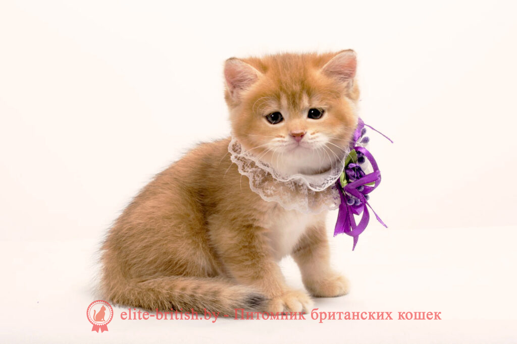 золотой британский кот, золотые британцы фото, золотой британец, британская кошка золотая шиншилла, британский кот шиншилла золотая, золотой тикированный британец, британец золотая шиншилла, британец золотистый, котята британские окрас золотая шиншилла, британская кошка золотая шиншилла фото, британец окрас золотая шиншилла фото, британский золотой котенок, британская золотая кошка, британские котята золотая шиншилла, британский золотистый кот, кот золотой британец, британцы окрас золотой, британцы окрас золотая шиншилла, котята британцы золотая шиншилла, золотистые британские котята, британские котята золотого окраса, британцы золотая шиншилла фото, золотой окрас британских кошек, британцы золотого окраса, британские котята золотого окраса, британец окрас золотая шиншилла, британские котята окраса золотая шиншилла, питомник британских кошек золотых окрасов, британец окрас золотая шиншилла фото, затушеванный британец, серебристый затушеванный британец, кошки британские серебристые, британская короткошерстная окраса золото