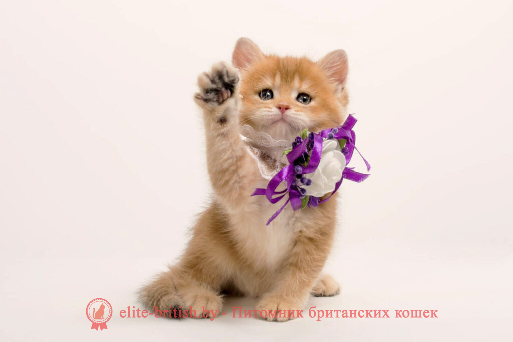 золотой британский кот, золотые британцы фото, золотой британец, британская кошка золотая шиншилла, британский кот шиншилла золотая, золотой тикированный британец, британец золотая шиншилла, британец золотистый, котята британские окрас золотая шиншилла, британская кошка золотая шиншилла фото, британец окрас золотая шиншилла фото, британский золотой котенок, британская золотая кошка, британские котята золотая шиншилла, британский золотистый кот, кот золотой британец, британцы окрас золотой, британцы окрас золотая шиншилла, котята британцы золотая шиншилла, золотистые британские котята, британские котята золотого окраса, британцы золотая шиншилла фото, золотой окрас британских кошек, британцы золотого окраса, британские котята золотого окраса, британец окрас золотая шиншилла, британские котята окраса золотая шиншилла, питомник британских кошек золотых окрасов, британец окрас золотая шиншилла фото, затушеванный британец, серебристый затушеванный британец, кошки британские серебристые, британская короткошерстная окраса золото