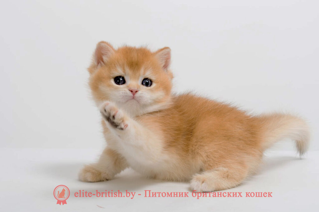 золотой британский кот, золотые британцы фото, золотой британец, британская кошка золотая шиншилла, британский кот шиншилла золотая, золотой тикированный британец, британец золотая шиншилла, британец золотистый, котята британские окрас золотая шиншилла, британская кошка золотая шиншилла фото, британец окрас золотая шиншилла фото, британский золотой котенок, британская золотая кошка, британские котята золотая шиншилла, британский золотистый кот, кот золотой британец, британцы окрас золотой, британцы окрас золотая шиншилла, котята британцы золотая шиншилла, золотистые британские котята, британские котята золотого окраса, британцы золотая шиншилла фото, золотой окрас британских кошек, британцы золотого окраса, британские котята золотого окраса, британец окрас золотая шиншилла, британские котята окраса золотая шиншилла, питомник британских кошек золотых окрасов, британец окрас золотая шиншилла фото, затушеванный британец, серебристый затушеванный британец, кошки британские серебристые, британская короткошерстная окраса золото