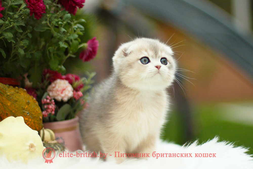 Шотландский котенок голубая золотая шиншилла окраса ay 11, мальчик Izmir (Измир), помет от 10.08.2024 шотландский котенок голубое золото, шотландский голубой золотой, купить шотландского котенка, купить шотландский котенок, золотой британский кот, золотые шотландские котята фото