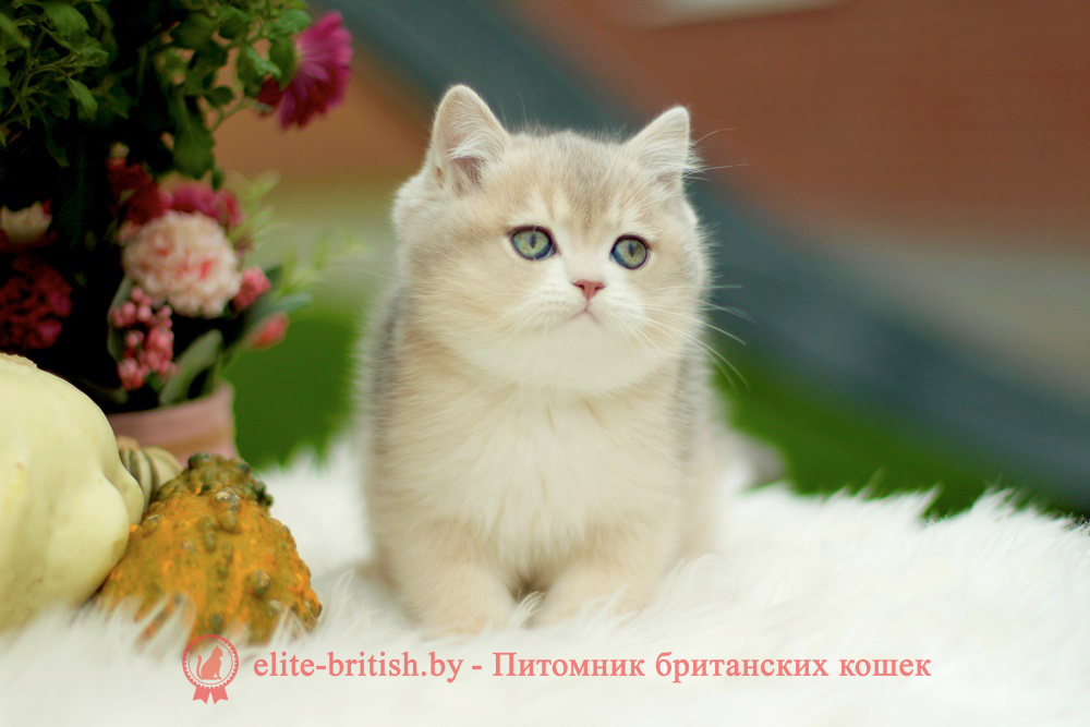 Британский котенок голубая золотая шиншилла окраса ay 11, мальчик Henry (Хенри), помет от 8.08.2024 британский котенок голубое золото, британец голубой золотой, купить британского котенка, купить британца, золотой британский кот, золотые британцы фото, золотой британец, британская кошка золотая шиншилла, британский кот шиншилла золотая, золотой тикированный британец, британец золотая шиншилла, британец золотистый, котята британские окрас золотая шиншилла, британская кошка золотая шиншилла фото, британец окрас золотая шиншилла фото, британский золотой котенок, британская золотая кошка, британские котята золотая шиншилла, британский золотистый кот, кот золотой британец, британцы окрас золотой, британцы окрас золотая шиншилла, котята британцы золотая шиншилла, золотистые британские котята, британские котята золотого окраса, британцы золотая шиншилла фото, золотой окрас британских кошек, британцы золотого окраса, британские котята золотого окраса, британец окрас золотая шиншилла, британские котята окраса золотая шиншилла, питомник британских кошек золотых окрасов, британец окрас золотая шиншилла фото, затушеванный британец, серебристый затушеванный британец, кошки британские серебристые, британская короткошерстная окраса серебро, золотой тикированный британец, британская кошка тикированная, тикированный британец