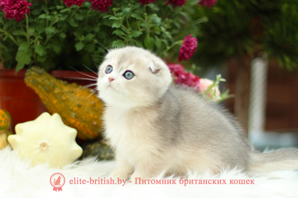 Шотландский котенок голубая золотая шиншилла окраса ay 11, мальчик Izmir (Измир), помет от 10.08.2024 шотландский котенок голубое золото, шотландский голубой золотой, купить шотландского котенка, купить шотландский котенок, золотой британский кот, золотые шотландские котята фото