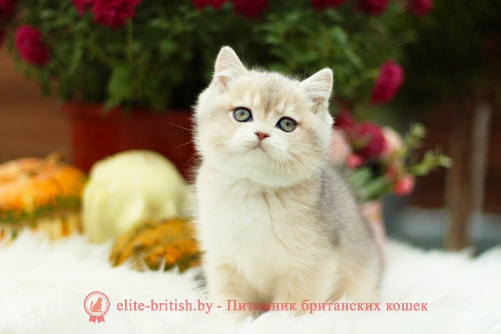 Британский котенок голубая золотая шиншилла окраса ay 11, мальчик Henry (Хенри), помет от 8.08.2024 британский котенок голубое золото, британец голубой золотой, купить британского котенка, купить британца, золотой британский кот, золотые британцы фото, золотой британец, британская кошка золотая шиншилла, британский кот шиншилла золотая, золотой тикированный британец, британец золотая шиншилла, британец золотистый, котята британские окрас золотая шиншилла, британская кошка золотая шиншилла фото, британец окрас золотая шиншилла фото, британский золотой котенок, британская золотая кошка, британские котята золотая шиншилла, британский золотистый кот, кот золотой британец, британцы окрас золотой, британцы окрас золотая шиншилла, котята британцы золотая шиншилла, золотистые британские котята, британские котята золотого окраса, британцы золотая шиншилла фото, золотой окрас британских кошек, британцы золотого окраса, британские котята золотого окраса, британец окрас золотая шиншилла, британские котята окраса золотая шиншилла, питомник британских кошек золотых окрасов, британец окрас золотая шиншилла фото, затушеванный британец, серебристый затушеванный британец, кошки британские серебристые, британская короткошерстная окраса серебро, золотой тикированный британец, британская кошка тикированная, тикированный британец