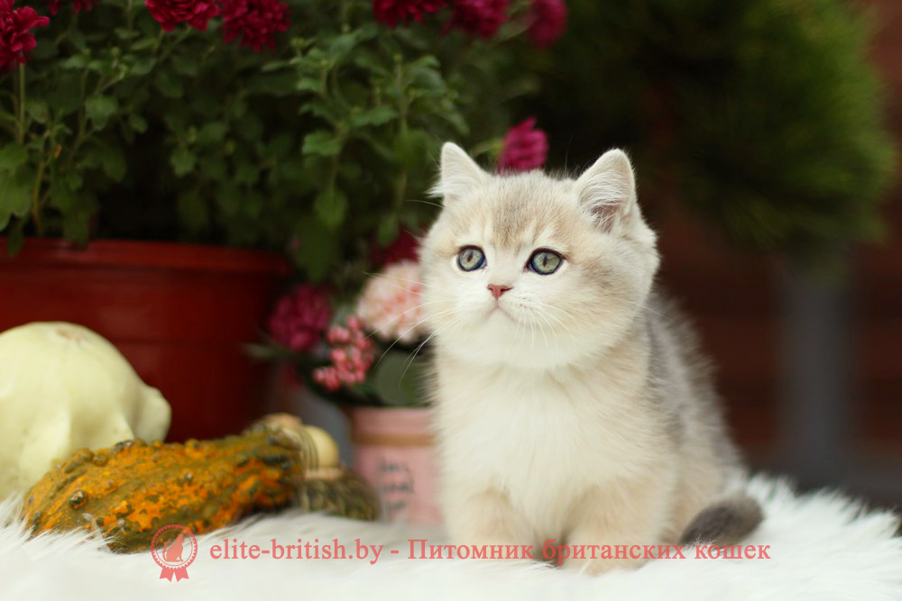 Британский котенок голубая золотая шиншилла окраса ay 11, мальчик Henry (Хенри), помет от 8.08.2024 британский котенок голубое золото, британец голубой золотой, купить британского котенка, купить британца, золотой британский кот, золотые британцы фото, золотой британец, британская кошка золотая шиншилла, британский кот шиншилла золотая, золотой тикированный британец, британец золотая шиншилла, британец золотистый, котята британские окрас золотая шиншилла, британская кошка золотая шиншилла фото, британец окрас золотая шиншилла фото, британский золотой котенок, британская золотая кошка, британские котята золотая шиншилла, британский золотистый кот, кот золотой британец, британцы окрас золотой, британцы окрас золотая шиншилла, котята британцы золотая шиншилла, золотистые британские котята, британские котята золотого окраса, британцы золотая шиншилла фото, золотой окрас британских кошек, британцы золотого окраса, британские котята золотого окраса, британец окрас золотая шиншилла, британские котята окраса золотая шиншилла, питомник британских кошек золотых окрасов, британец окрас золотая шиншилла фото, затушеванный британец, серебристый затушеванный британец, кошки британские серебристые, британская короткошерстная окраса серебро, золотой тикированный британец, британская кошка тикированная, тикированный британец
