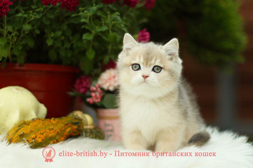 Британский котенок голубая золотая шиншилла окраса ay 11, мальчик Henry (Хенри), помет от 8.08.2024 британский котенок голубое золото, британец голубой золотой, купить британского котенка, купить британца, золотой британский кот, золотые британцы фото, золотой британец, британская кошка золотая шиншилла, британский кот шиншилла золотая, золотой тикированный британец, британец золотая шиншилла, британец золотистый, котята британские окрас золотая шиншилла, британская кошка золотая шиншилла фото, британец окрас золотая шиншилла фото, британский золотой котенок, британская золотая кошка, британские котята золотая шиншилла, британский золотистый кот, кот золотой британец, британцы окрас золотой, британцы окрас золотая шиншилла, котята британцы золотая шиншилла, золотистые британские котята, британские котята золотого окраса, британцы золотая шиншилла фото, золотой окрас британских кошек, британцы золотого окраса, британские котята золотого окраса, британец окрас золотая шиншилла, британские котята окраса золотая шиншилла, питомник британских кошек золотых окрасов, британец окрас золотая шиншилла фото, затушеванный британец, серебристый затушеванный британец, кошки британские серебристые, британская короткошерстная окраса серебро, золотой тикированный британец, британская кошка тикированная, тикированный британец