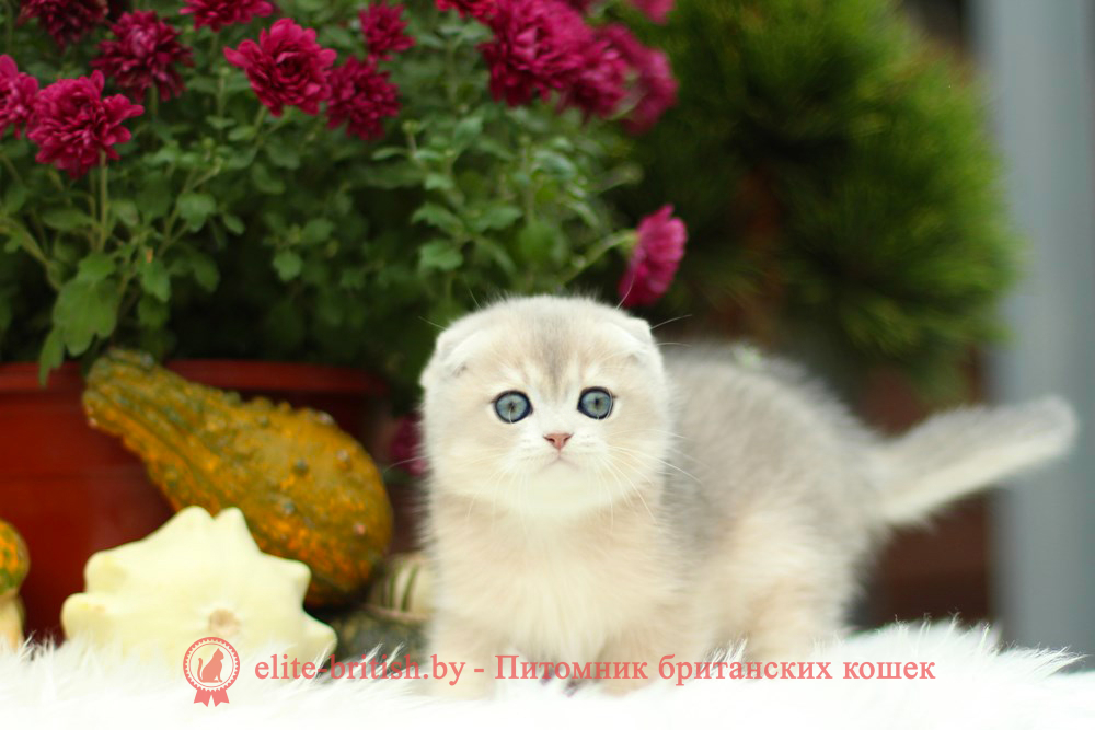 Шотландский котенок голубая золотая шиншилла окраса ay 11, мальчик Izmir (Измир), помет от 10.08.2024 шотландский котенок голубое золото, шотландский голубой золотой, купить шотландского котенка, купить шотландский котенок, золотой британский кот, золотые шотландские котята фото