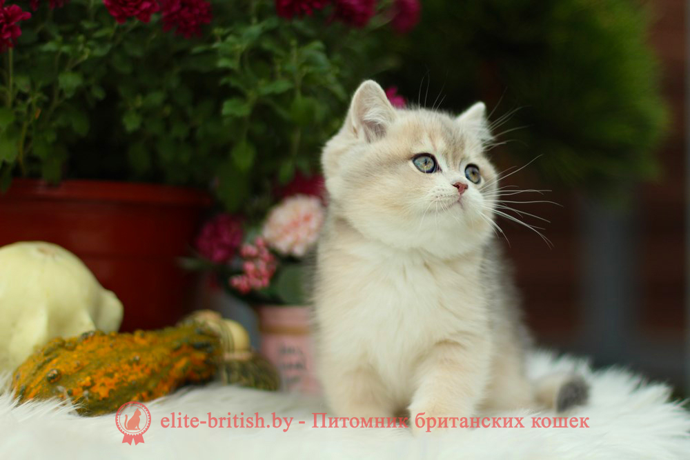 Британский котенок голубая золотая шиншилла окраса ay 11, мальчик Henry (Хенри), помет от 8.08.2024 британский котенок голубое золото, британец голубой золотой, купить британского котенка, купить британца, золотой британский кот, золотые британцы фото, золотой британец, британская кошка золотая шиншилла, британский кот шиншилла золотая, золотой тикированный британец, британец золотая шиншилла, британец золотистый, котята британские окрас золотая шиншилла, британская кошка золотая шиншилла фото, британец окрас золотая шиншилла фото, британский золотой котенок, британская золотая кошка, британские котята золотая шиншилла, британский золотистый кот, кот золотой британец, британцы окрас золотой, британцы окрас золотая шиншилла, котята британцы золотая шиншилла, золотистые британские котята, британские котята золотого окраса, британцы золотая шиншилла фото, золотой окрас британских кошек, британцы золотого окраса, британские котята золотого окраса, британец окрас золотая шиншилла, британские котята окраса золотая шиншилла, питомник британских кошек золотых окрасов, британец окрас золотая шиншилла фото, затушеванный британец, серебристый затушеванный британец, кошки британские серебристые, британская короткошерстная окраса серебро, золотой тикированный британец, британская кошка тикированная, тикированный британец