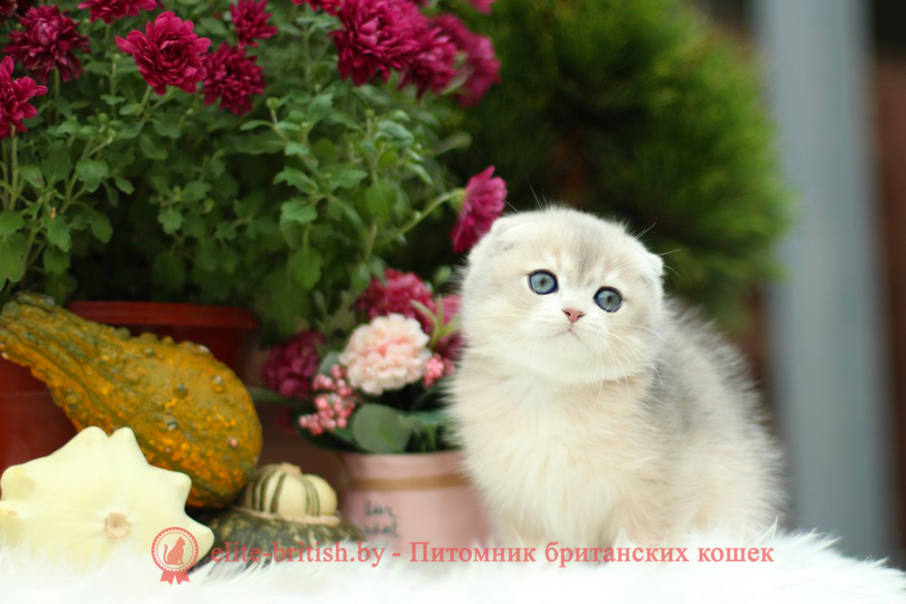 Шотландский котенок голубая золотая шиншилла окраса ay 11, мальчик Izmir (Измир), помет от 10.08.2024 шотландский котенок голубое золото, шотландский голубой золотой, купить шотландского котенка, купить шотландский котенок, золотой британский кот, золотые шотландские котята фото