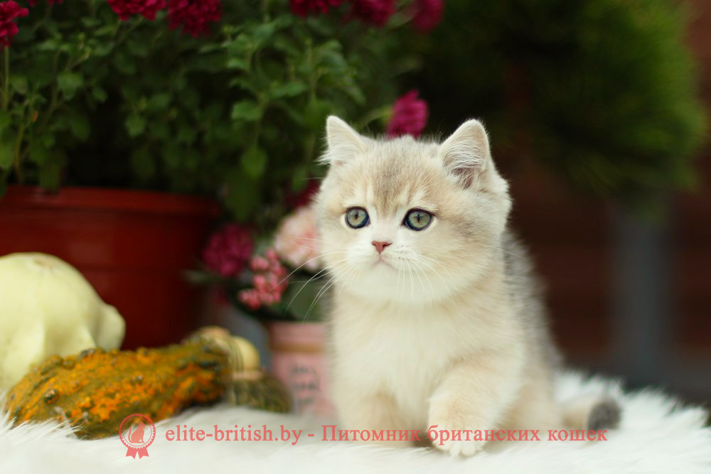 Британский котенок голубая золотая шиншилла окраса ay 11, мальчик Henry (Хенри), помет от 8.08.2024 британский котенок голубое золото, британец голубой золотой, купить британского котенка, купить британца, золотой британский кот, золотые британцы фото, золотой британец, британская кошка золотая шиншилла, британский кот шиншилла золотая, золотой тикированный британец, британец золотая шиншилла, британец золотистый, котята британские окрас золотая шиншилла, британская кошка золотая шиншилла фото, британец окрас золотая шиншилла фото, британский золотой котенок, британская золотая кошка, британские котята золотая шиншилла, британский золотистый кот, кот золотой британец, британцы окрас золотой, британцы окрас золотая шиншилла, котята британцы золотая шиншилла, золотистые британские котята, британские котята золотого окраса, британцы золотая шиншилла фото, золотой окрас британских кошек, британцы золотого окраса, британские котята золотого окраса, британец окрас золотая шиншилла, британские котята окраса золотая шиншилла, питомник британских кошек золотых окрасов, британец окрас золотая шиншилла фото, затушеванный британец, серебристый затушеванный британец, кошки британские серебристые, британская короткошерстная окраса серебро, золотой тикированный британец, британская кошка тикированная, тикированный британец