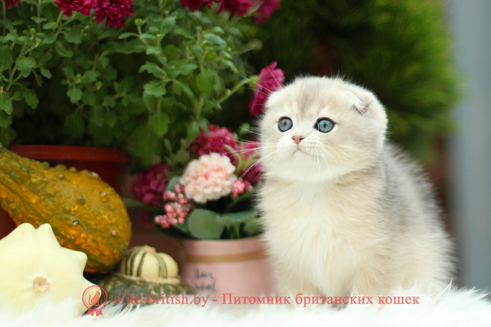 Шотландский котенок голубая золотая шиншилла окраса ay 11, мальчик Izmir (Измир), помет от 10.08.2024 шотландский котенок голубое золото, шотландский голубой золотой, купить шотландского котенка, купить шотландский котенок, золотой британский кот, золотые шотландские котята фото