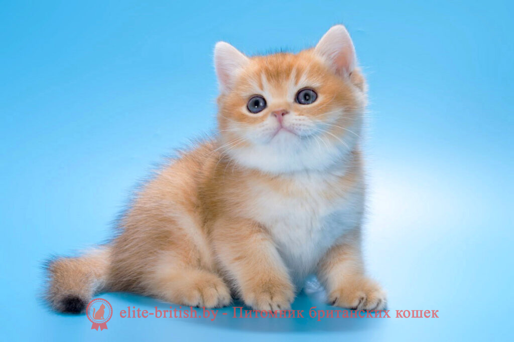 золотой британский кот, золотые британцы фото, золотой британец, британская кошка золотая шиншилла, британский кот шиншилла золотая, золотой тикированный британец, британец золотая шиншилла, британец золотистый, котята британские окрас золотая шиншилла, британская кошка золотая шиншилла фото, британец окрас золотая шиншилла фото, британский золотой котенок, британская золотая кошка, британские котята золотая шиншилла, британский золотистый кот, кот золотой британец, британцы окрас золотой, британцы окрас золотая шиншилла, котята британцы золотая шиншилла, золотистые британские котята, британские котята золотого окраса, британцы золотая шиншилла фото, золотой окрас британских кошек, британцы золотого окраса, британские котята золотого окраса, британец окрас золотая шиншилла, британские котята окраса золотая шиншилла, питомник британских кошек золотых окрасов, британец окрас золотая шиншилла фото, затушеванный британец, серебристый затушеванный британец, кошки британские серебристые, британская короткошерстная окраса золото