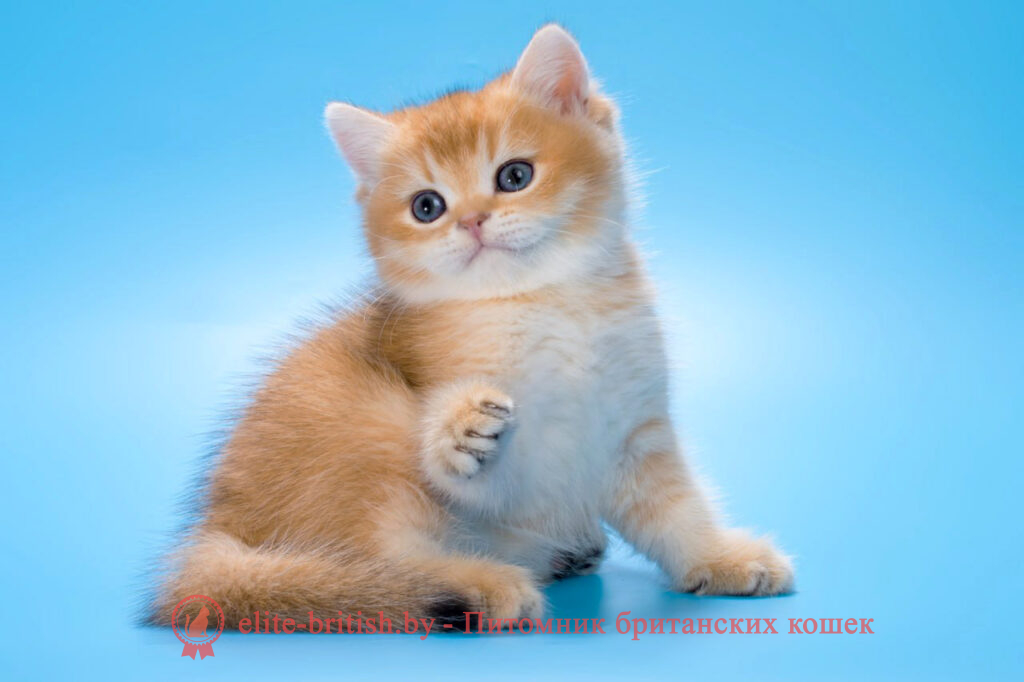 золотой британский кот, золотые британцы фото, золотой британец, британская кошка золотая шиншилла, британский кот шиншилла золотая, золотой тикированный британец, британец золотая шиншилла, британец золотистый, котята британские окрас золотая шиншилла, британская кошка золотая шиншилла фото, британец окрас золотая шиншилла фото, британский золотой котенок, британская золотая кошка, британские котята золотая шиншилла, британский золотистый кот, кот золотой британец, британцы окрас золотой, британцы окрас золотая шиншилла, котята британцы золотая шиншилла, золотистые британские котята, британские котята золотого окраса, британцы золотая шиншилла фото, золотой окрас британских кошек, британцы золотого окраса, британские котята золотого окраса, британец окрас золотая шиншилла, британские котята окраса золотая шиншилла, питомник британских кошек золотых окрасов, британец окрас золотая шиншилла фото, затушеванный британец, серебристый затушеванный британец, кошки британские серебристые, британская короткошерстная окраса золото