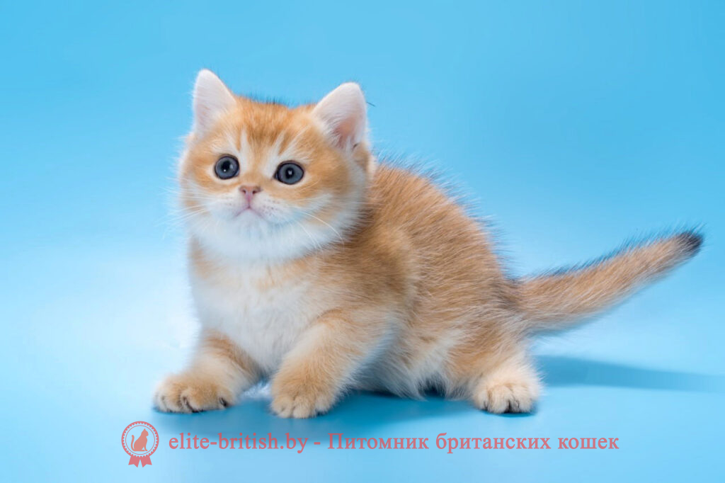 золотой британский кот, золотые британцы фото, золотой британец, британская кошка золотая шиншилла, британский кот шиншилла золотая, золотой тикированный британец, британец золотая шиншилла, британец золотистый, котята британские окрас золотая шиншилла, британская кошка золотая шиншилла фото, британец окрас золотая шиншилла фото, британский золотой котенок, британская золотая кошка, британские котята золотая шиншилла, британский золотистый кот, кот золотой британец, британцы окрас золотой, британцы окрас золотая шиншилла, котята британцы золотая шиншилла, золотистые британские котята, британские котята золотого окраса, британцы золотая шиншилла фото, золотой окрас британских кошек, британцы золотого окраса, британские котята золотого окраса, британец окрас золотая шиншилла, британские котята окраса золотая шиншилла, питомник британских кошек золотых окрасов, британец окрас золотая шиншилла фото, затушеванный британец, серебристый затушеванный британец, кошки британские серебристые, британская короткошерстная окраса золото