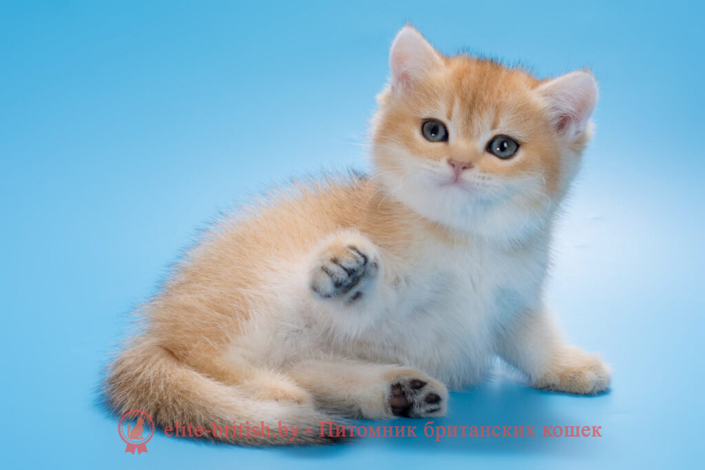 золотой британский кот, золотые британцы фото, золотой британец, британская кошка золотая шиншилла, британский кот шиншилла золотая, золотой тикированный британец, британец золотая шиншилла, британец золотистый, котята британские окрас золотая шиншилла, британская кошка золотая шиншилла фото, британец окрас золотая шиншилла фото, британский золотой котенок, британская золотая кошка, британские котята золотая шиншилла, британский золотистый кот, кот золотой британец, британцы окрас золотой, британцы окрас золотая шиншилла, котята британцы золотая шиншилла, золотистые британские котята, британские котята золотого окраса, британцы золотая шиншилла фото, золотой окрас британских кошек, британцы золотого окраса, британские котята золотого окраса, британец окрас золотая шиншилла, британские котята окраса золотая шиншилла, питомник британских кошек золотых окрасов, британец окрас золотая шиншилла фото, затушеванный британец, серебристый затушеванный британец, кошки британские серебристые, британская короткошерстная окраса золото