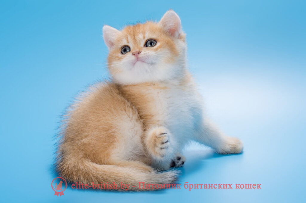 золотой британский кот, золотые британцы фото, золотой британец, британская кошка золотая шиншилла, британский кот шиншилла золотая, золотой тикированный британец, британец золотая шиншилла, британец золотистый, котята британские окрас золотая шиншилла, британская кошка золотая шиншилла фото, британец окрас золотая шиншилла фото, британский золотой котенок, британская золотая кошка, британские котята золотая шиншилла, британский золотистый кот, кот золотой британец, британцы окрас золотой, британцы окрас золотая шиншилла, котята британцы золотая шиншилла, золотистые британские котята, британские котята золотого окраса, британцы золотая шиншилла фото, золотой окрас британских кошек, британцы золотого окраса, британские котята золотого окраса, британец окрас золотая шиншилла, британские котята окраса золотая шиншилла, питомник британских кошек золотых окрасов, британец окрас золотая шиншилла фото, затушеванный британец, серебристый затушеванный британец, кошки британские серебристые, британская короткошерстная окраса золото