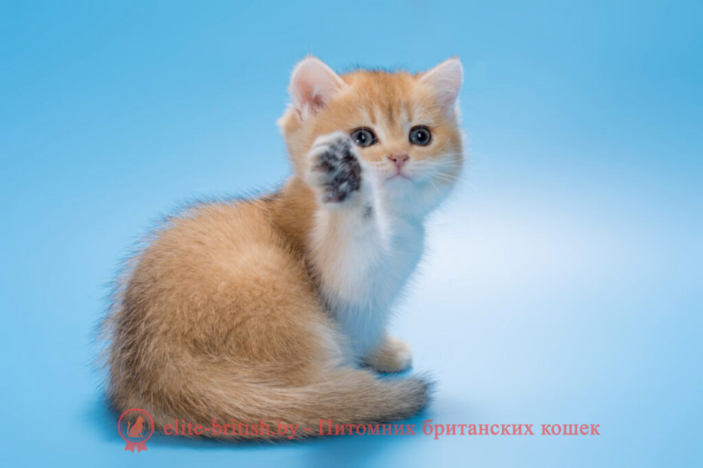 золотой британский кот, золотые британцы фото, золотой британец, британская кошка золотая шиншилла, британский кот шиншилла золотая, золотой тикированный британец, британец золотая шиншилла, британец золотистый, котята британские окрас золотая шиншилла, британская кошка золотая шиншилла фото, британец окрас золотая шиншилла фото, британский золотой котенок, британская золотая кошка, британские котята золотая шиншилла, британский золотистый кот, кот золотой британец, британцы окрас золотой, британцы окрас золотая шиншилла, котята британцы золотая шиншилла, золотистые британские котята, британские котята золотого окраса, британцы золотая шиншилла фото, золотой окрас британских кошек, британцы золотого окраса, британские котята золотого окраса, британец окрас золотая шиншилла, британские котята окраса золотая шиншилла, питомник британских кошек золотых окрасов, британец окрас золотая шиншилла фото, затушеванный британец, серебристый затушеванный британец, кошки британские серебристые, британская короткошерстная окраса золото