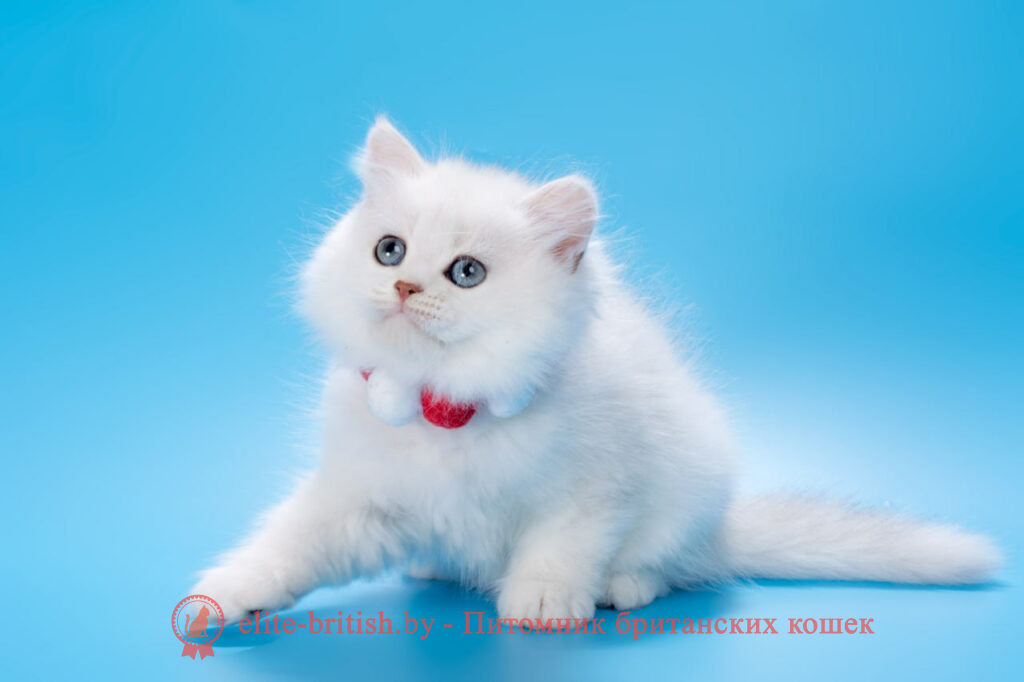 Британский длинношерстный котенок серебристая шиншилла окраса, мальчик Barni (Барни), помет от 25.08.2024 длинношерстная серебристая шиншилла, британский длинношерстный кот серебристый, серебристый длинношерстный британец фото, серебристые британцы, британские серебристые котята, затушеванный британец, серебристый затушеванный британец, кошки британские серебристые, британская короткошерстная окраса серебро, британцы серебристая шиншилла, котята британские серебристые шиншиллы, британский кот серебристая шиншилла, британские кошки серебристая шиншилла, британская окрас серебристая шиншилла, затушеванный британец, серебристый затушеванный британец, кошки британские серебристые, британская короткошерстная окраса серебро, британская кошка тикированная, тикированный британец