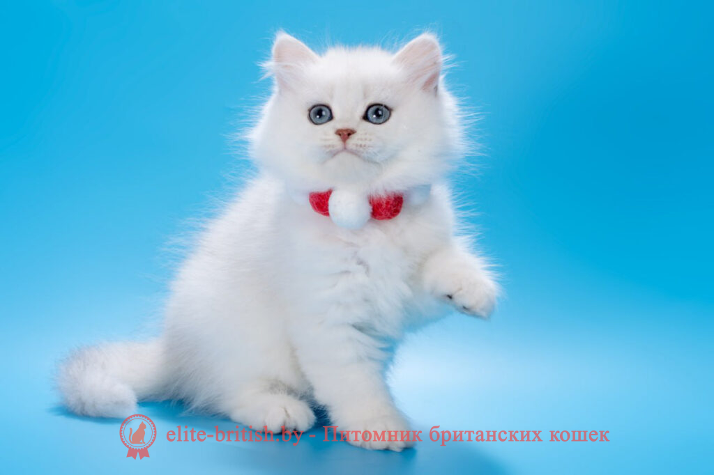 Британский длинношерстный котенок серебристая шиншилла окраса, мальчик Barni (Барни), помет от 25.08.2024 длинношерстная серебристая шиншилла, британский длинношерстный кот серебристый, серебристый длинношерстный британец фото, серебристые британцы, британские серебристые котята, затушеванный британец, серебристый затушеванный британец, кошки британские серебристые, британская короткошерстная окраса серебро, британцы серебристая шиншилла, котята британские серебристые шиншиллы, британский кот серебристая шиншилла, британские кошки серебристая шиншилла, британская окрас серебристая шиншилла, затушеванный британец, серебристый затушеванный британец, кошки британские серебристые, британская короткошерстная окраса серебро, британская кошка тикированная, тикированный британец