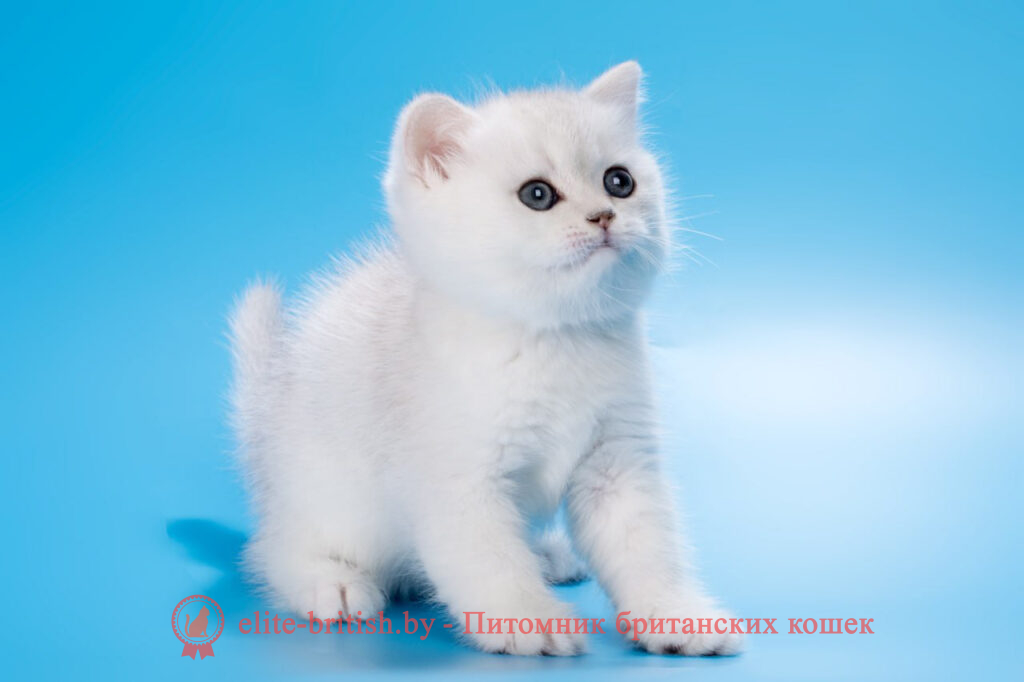 Британские котята серебристая шиншилла окраса, мальчик Bari (Бари), помет от 28.07.2024 британский кот серебристый, серебристый британец фото, серебристые британцы, британские серебристые котята, затушеванный британец, серебристый затушеванный британец, кошки британские серебристые, британская короткошерстная окраса серебро, британцы серебристая шиншилла, котята британские серебристые шиншиллы, британский кот серебристая шиншилла, британские кошки серебристая шиншилла, британская окрас серебристая шиншилла, затушеванный британец, серебристый затушеванный британец, кошки британские серебристые, британская короткошерстная окраса серебро, британская кошка тикированная, тикированный британец