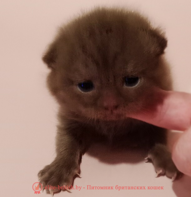 купить британского котенка, купить британца, шоколадные британцы фото, британские кошки шоколадного окраса фото, британские шоколадные котята фото, британские кошки шоколадный окрас, шоколадный британец, британская шоколадная кошка фото, британский шоколадный кот фото, купить британского котенка шоколадного окраса, котенок британец шоколадный