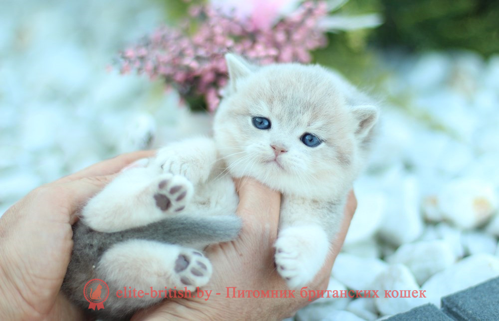 шотландский котенок голубое золото, шотландский голубой золотой, купить шотландского котенка, купить шотландский котенок, золотой британский кот, золотые шотландские котята фото