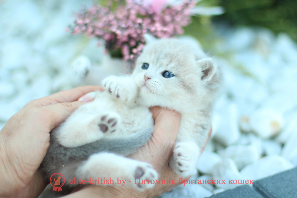 Шотландский котенок голубая золотая шиншилла окраса ay 11, мальчик Henry (Хенри), помет от 8.08.2024 шотландский котенок голубое золото, шотландский голубой золотой, купить шотландского котенка, купить шотландский котенок, золотой британский кот, золотые шотландские котята фото