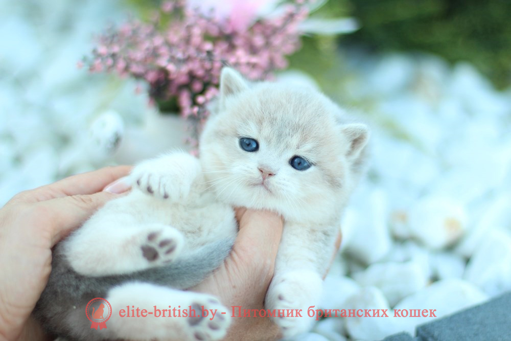 Шотландский котенок голубая золотая шиншилла окраса ay 11, мальчик Henry (Хенри), помет от 8.08.2024 шотландский котенок голубое золото, шотландский голубой золотой, купить шотландского котенка, купить шотландский котенок, золотой британский кот, золотые шотландские котята фото