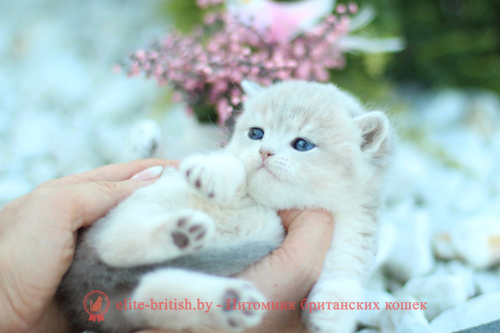 Шотландский котенок голубая золотая шиншилла окраса ay 11, мальчик Henry (Хенри), помет от 8.08.2024 шотландский котенок голубое золото, шотландский голубой золотой, купить шотландского котенка, купить шотландский котенок, золотой британский кот, золотые шотландские котята фото