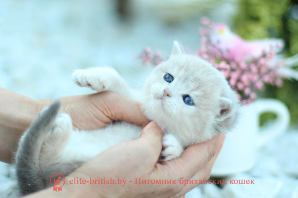 Шотландский котенок голубая золотая шиншилла окраса ay 11, мальчик Henry (Хенри), помет от 8.08.2024 шотландский котенок голубое золото, шотландский голубой золотой, купить шотландского котенка, купить шотландский котенок, золотой британский кот, золотые шотландские котята фото