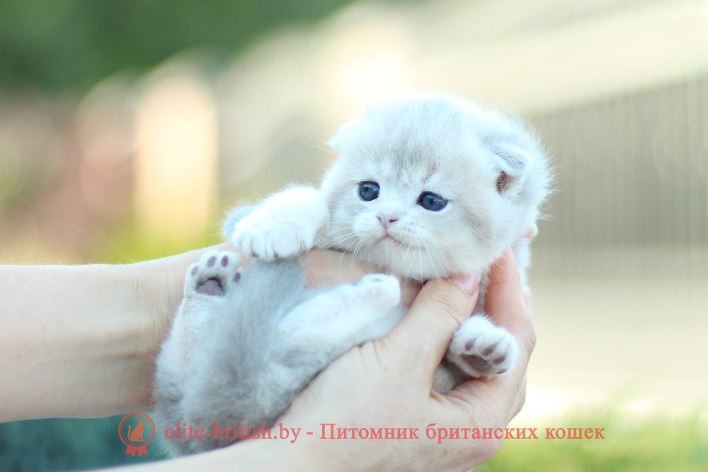 Шотландский котенок голубая золотая шиншилла окраса ay 11, мальчик Izmir (Измир), помет от 10.08.2024 шотландский котенок голубое золото, шотландский голубой золотой, купить шотландского котенка, купить шотландский котенок, золотой британский кот, золотые шотландские котята фото