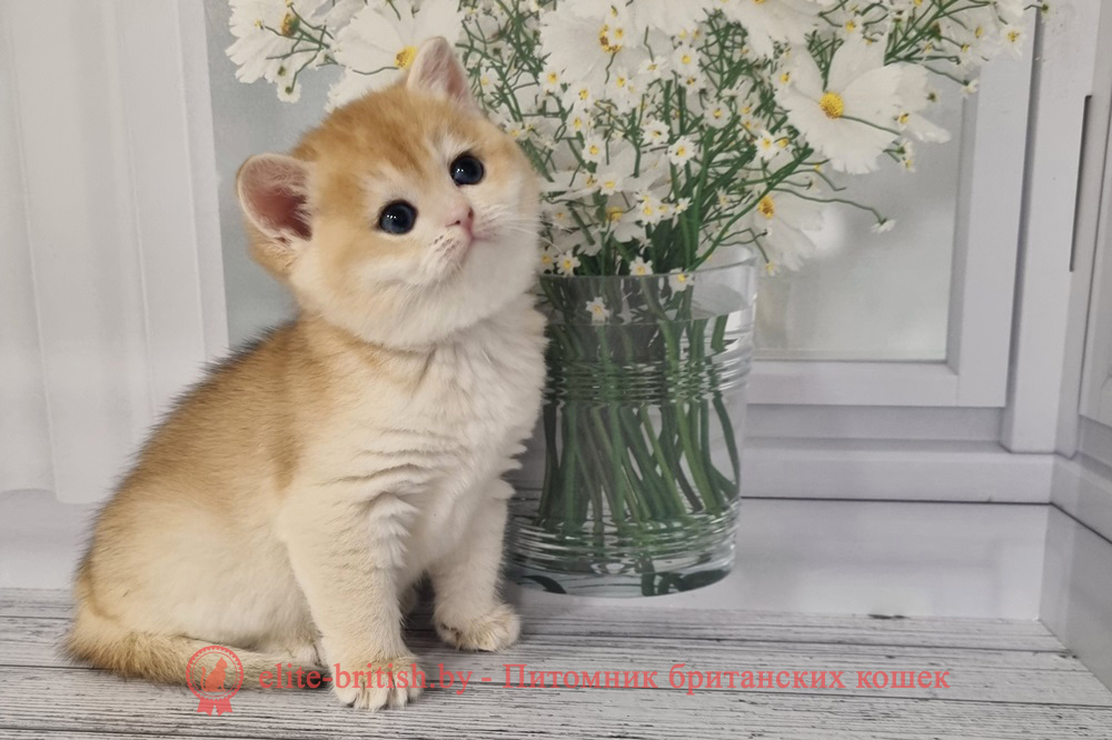 Британский котенок золотая шиншилла окраса, девочка Maisa (Маиса), помет от 30.08.2024 золотой британский кот, золотые британцы фото, золотой британец, британская кошка золотая шиншилла, британский кот шиншилла золотая, золотой тикированный британец, британец золотая шиншилла, британец золотистый, котята британские окрас золотая шиншилла, британская кошка золотая шиншилла фото, британец окрас золотая шиншилла фото, британский золотой котенок, британская золотая кошка, британские котята золотая шиншилла, британский золотистый кот, кот золотой британец, британцы окрас золотой, британцы окрас золотая шиншилла, котята британцы золотая шиншилла