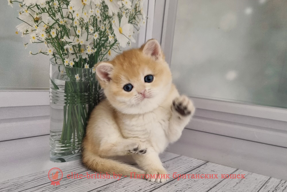 Британский котенок золотая шиншилла окраса, девочка Maisa (Маиса), помет от 30.08.2024 золотой британский кот, золотые британцы фото, золотой британец, британская кошка золотая шиншилла, британский кот шиншилла золотая, золотой тикированный британец, британец золотая шиншилла, британец золотистый, котята британские окрас золотая шиншилла, британская кошка золотая шиншилла фото, британец окрас золотая шиншилла фото, британский золотой котенок, британская золотая кошка, британские котята золотая шиншилла, британский золотистый кот, кот золотой британец, британцы окрас золотой, британцы окрас золотая шиншилла, котята британцы золотая шиншилла