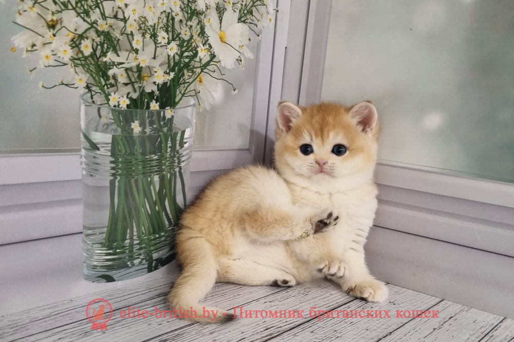 Британский котенок золотая шиншилла окраса, девочка Maisa (Маиса), помет от 30.08.2024 золотой британский кот, золотые британцы фото, золотой британец, британская кошка золотая шиншилла, британский кот шиншилла золотая, золотой тикированный британец, британец золотая шиншилла, британец золотистый, котята британские окрас золотая шиншилла, британская кошка золотая шиншилла фото, британец окрас золотая шиншилла фото, британский золотой котенок, британская золотая кошка, британские котята золотая шиншилла, британский золотистый кот, кот золотой британец, британцы окрас золотой, британцы окрас золотая шиншилла, котята британцы золотая шиншилла