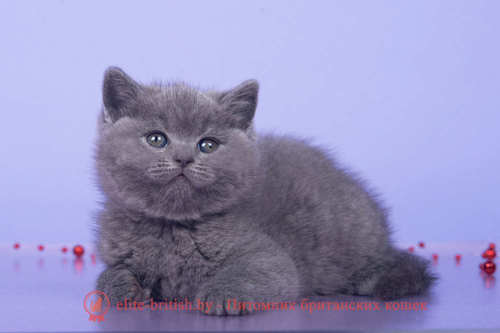 Британский котенок голубого окраса, девочка Ikki (Икки), помет от 15.10.2024 купить британского котенка, купить британца, британец голубой фото, голубые британцы фото, британский кошки голубой, британская голубая кошка, британская голубая кошка фото, британской голубой кошки фото, кот британский голубой, коты британские голубые, голубые британские котята фото, британский голубой котенок фото, британский голубой кот фото, фото британского голубого кота, окрас британских котят голубой фото, британские котята голубого окраса фото, британцы коты фото голубые