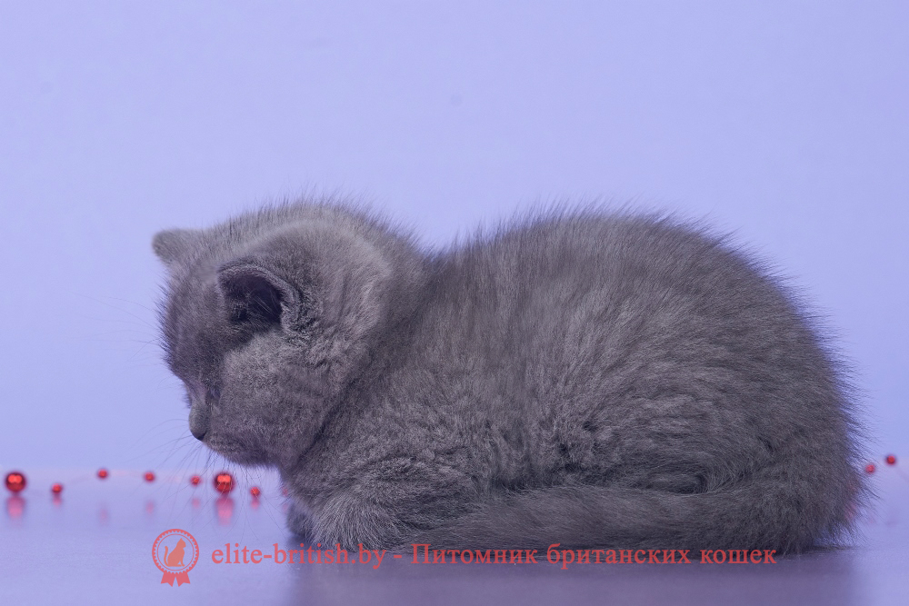 Британский котенок голубого окраса, девочка Ikki (Икки), помет от 15.10.2024 купить британского котенка, купить британца, британец голубой фото, голубые британцы фото, британский кошки голубой, британская голубая кошка, британская голубая кошка фото, британской голубой кошки фото, кот британский голубой, коты британские голубые, голубые британские котята фото, британский голубой котенок фото, британский голубой кот фото, фото британского голубого кота, окрас британских котят голубой фото, британские котята голубого окраса фото, британцы коты фото голубые