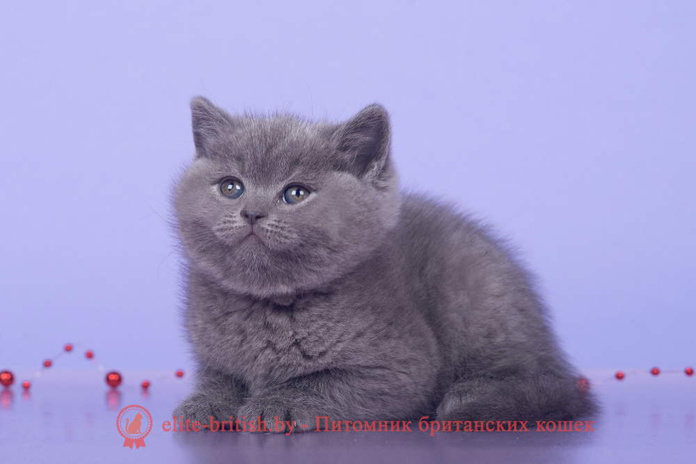 Британский котенок голубого окраса, девочка Ikki (Икки), помет от 15.10.2024 купить британского котенка, купить британца, британец голубой фото, голубые британцы фото, британский кошки голубой, британская голубая кошка, британская голубая кошка фото, британской голубой кошки фото, кот британский голубой, коты британские голубые, голубые британские котята фото, британский голубой котенок фото, британский голубой кот фото, фото британского голубого кота, окрас британских котят голубой фото, британские котята голубого окраса фото, британцы коты фото голубые