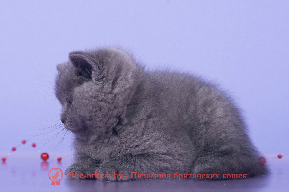 Британский котенок голубого окраса, девочка Ikki (Икки), помет от 15.10.2024 купить британского котенка, купить британца, британец голубой фото, голубые британцы фото, британский кошки голубой, британская голубая кошка, британская голубая кошка фото, британской голубой кошки фото, кот британский голубой, коты британские голубые, голубые британские котята фото, британский голубой котенок фото, британский голубой кот фото, фото британского голубого кота, окрас британских котят голубой фото, британские котята голубого окраса фото, британцы коты фото голубые
