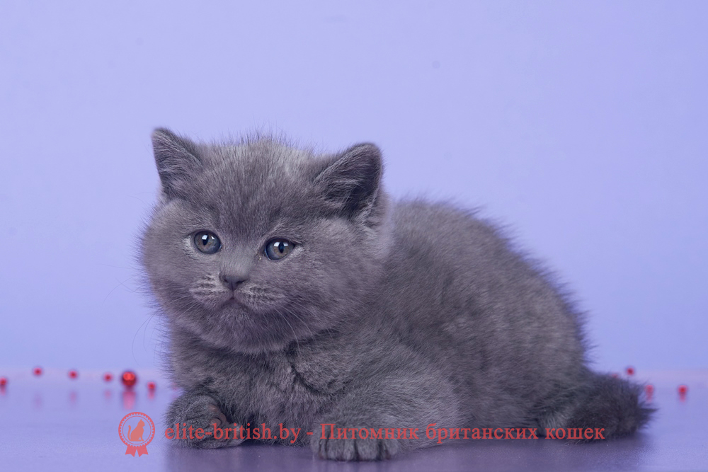 Британский котенок голубого окраса, девочка Ikki (Икки), помет от 15.10.2024 купить британского котенка, купить британца, британец голубой фото, голубые британцы фото, британский кошки голубой, британская голубая кошка, британская голубая кошка фото, британской голубой кошки фото, кот британский голубой, коты британские голубые, голубые британские котята фото, британский голубой котенок фото, британский голубой кот фото, фото британского голубого кота, окрас британских котят голубой фото, британские котята голубого окраса фото, британцы коты фото голубые
