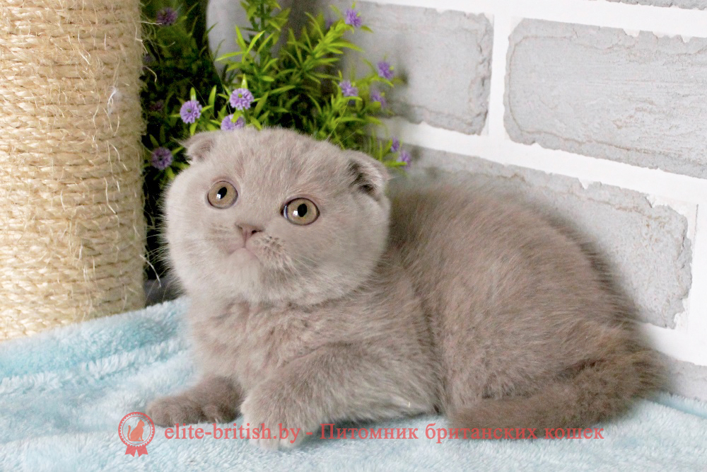 Шотландский вислоухий котенок лилового окраса, мальчик Alex (Алекс), помет от 12.09.2024 купить вислоухого котенка, купить скоттиш фолд, лиловые вислоухие, шотландские фото, шотландские вислоухие кошки лилового окраса фото, вислоухий лиловый кот , лиловый вислоухий шотландский, окрас шотландских котят лиловый , вислоухий шотландский кот лиловый окраса, лиловый окрас шотландской кошки, вислоухий лиловый шотландский мраморного окраса, котята шотландцы лиловый окрас, лиловый окрас скоттиш фолд котят, вислоухий лиловый фолд
