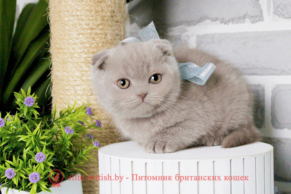 Шотландский вислоухий котенок лилового окраса, мальчик Alex (Алекс), помет от 12.09.2024 купить вислоухого котенка, купить скоттиш фолд, лиловые вислоухие, шотландские фото, шотландские вислоухие кошки лилового окраса фото, вислоухий лиловый кот , лиловый вислоухий шотландский, окрас шотландских котят лиловый , вислоухий шотландский кот лиловый окраса, лиловый окрас шотландской кошки, вислоухий лиловый шотландский мраморного окраса, котята шотландцы лиловый окрас, лиловый окрас скоттиш фолд котят, вислоухий лиловый фолд
