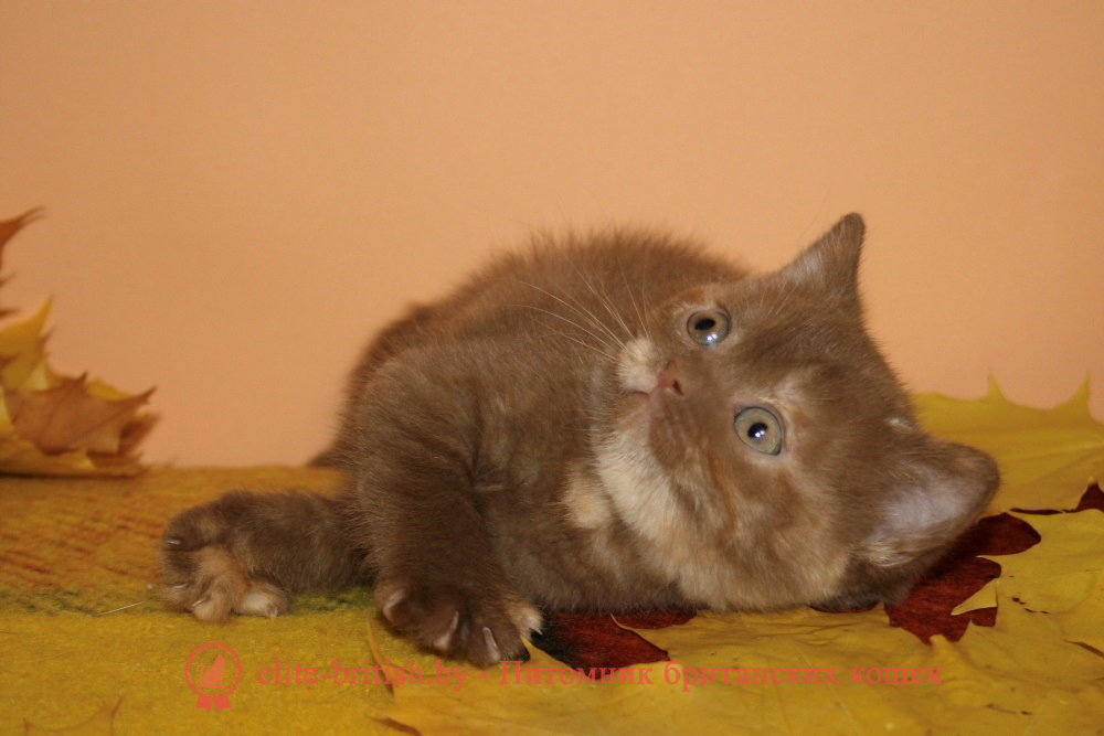 Британский котенок циннамон черепахового окраса, девочка Delice (Делис), помет от 15.09.2024 Циннамон-красный черепаховый окрас британских кошек: фото, стандарт. Фото циннамон-красных черепаховых кошек, котят. Циннамон-красные черепаховые британцы: стандарт окраса. Циннамоновоая черепаховая британская кошка.