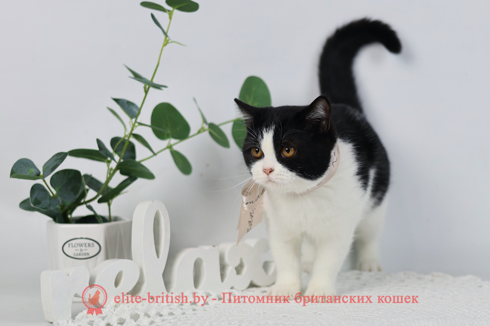 Британские котята черного биколор окраса, девочка Milka (Милка), помет от 6.06.2024 черный биколор британец, черный биколор британский котенок, биколор британская кошка, кот британский биколор, британский котенок биколор, черный биколор британец, биколор британец, британские котята биколор фото, британцы биколор фото, черный британский кот, рыжий британец фото, рыжие британские котята фото, британский кот черный фото, черный британец, британские рыжие котята, черный британец кот, британская кошка рыжая, котята британцы черный фото, британцы черный окраса, котенок черный британец